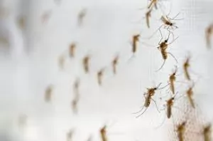 Kondisi yang Membuat Kamar Banyak Nyamuk dan Solusi Mengatasinya